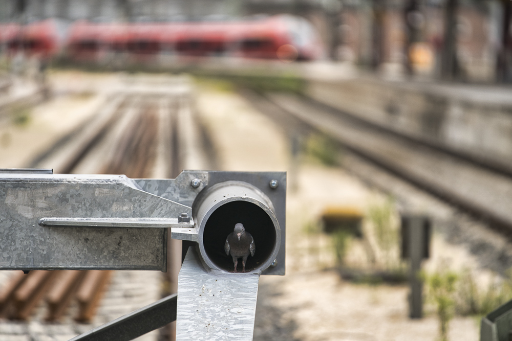 Platz 12 Harald Unglert